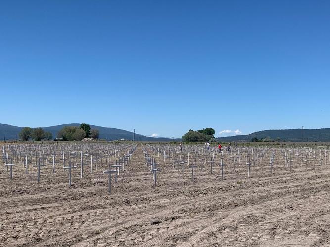 Field crosses