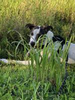 Klamath County aims at wild dogs killing livestock