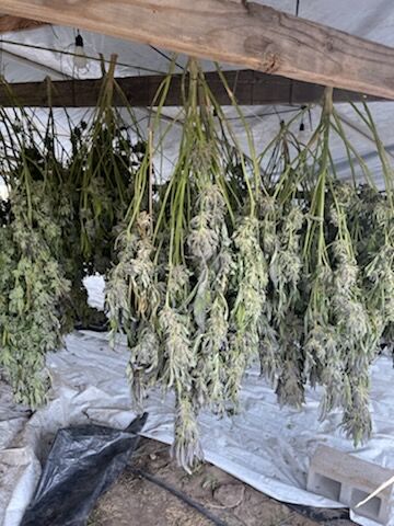 Drying Plants
