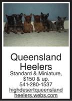 Queensland Heelers Standard &