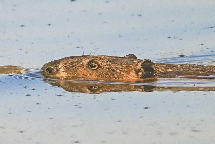 ban - beavers 1.jpg