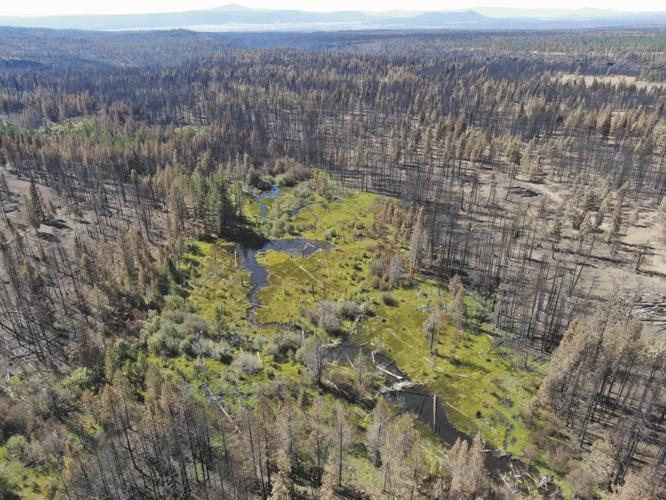 ban - beavers 2.jpg.jpeg