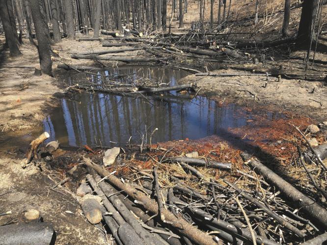 ban - beavers 5.jpeg