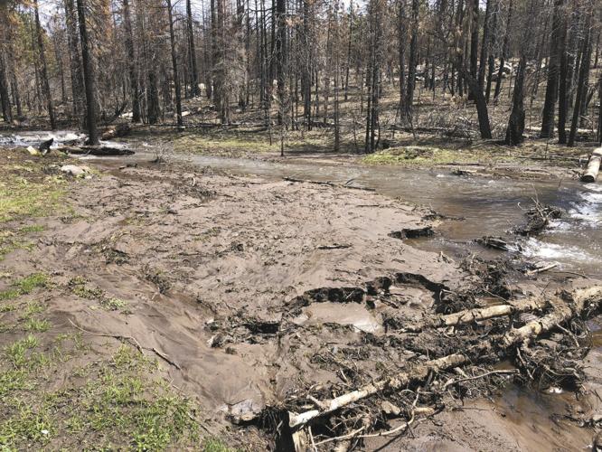 ban - beavers 6.jpeg